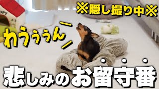 5歳、未婚、食いしん坊。寂しいお留守番も「これ」があるなら頑張れる。。【犬の留守番】