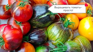 Вырастила томаты от коллекционеров! Участвую в выставке!