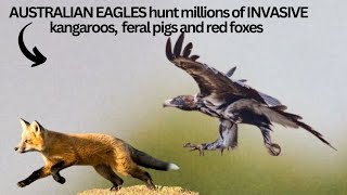 Incredible! See how these AUSTRALIAN EAGLES Hunt MILLIONS of Kangaroos, feral cats, pigs and foxes.