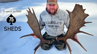 Winter Shed Hunting Adventure!!!!  The Moose are shedding antlers here in Ontario. 72 more to go