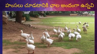 Beauty of swan || హంస || hamsa || birds || swan the voice