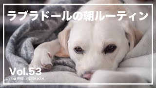 Vlog【ラブラドールとの暮らし】むぎの朝ルーティン