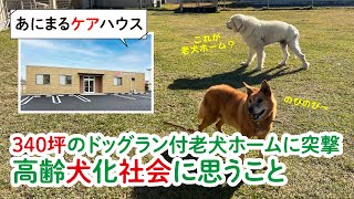 【老犬介護】老犬ホーム突撃！高齢犬化社会に思うこと