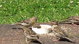 Eurasian Tree Sparrow Eating