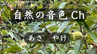 清々しい森の朝に、今日1日分の良き’エネルギー”をいただきましょう。没入自然実写　心も身体も脳にも効果ある癒しの森の音色　小川のせせらぎ　f/1のゆらぎ　心の安らぎ　自然音　ASMR　作業用にどうぞ。