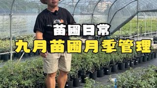 秋季九月苗圃月季管理.打药除草浇水施肥 .