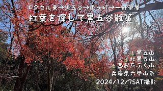 紅葉を探して黒五谷散策（黒五山・北黒五山・西おたふく山）（兵庫県神戸市）（ふつう2)