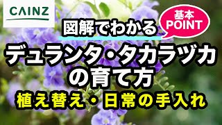 デュランタ・タカラヅカ（デュランタ宝塚）の育て方 カインズ花図鑑