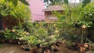 জমির গাছ বাগানের সম্পূর্ন দৃশ্য (Ground garden plant overview)