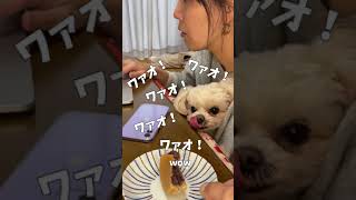 大判焼きを食べる犬【関西弁でしゃべる犬】#133 Dog eating Japanese sweets [Dog talking in Kansai dialect] #shorts