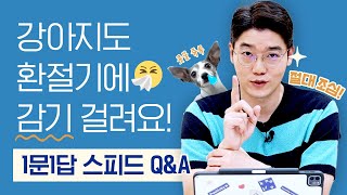 환절기 감기, 강아지도 조심해야 하나요? 🤧🍂 l 1문 1답 Q\u0026A l 설채현 수의사