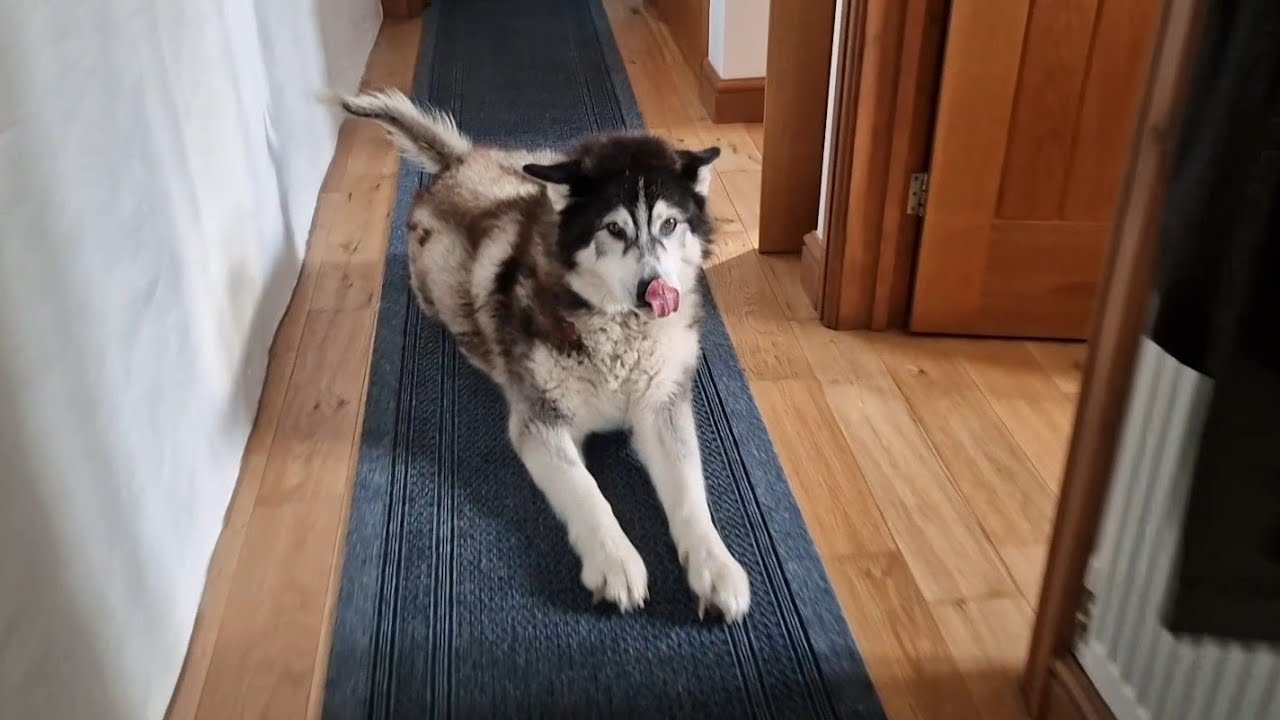 Old Husky Never Likes Being Left For Too Long - YouTube