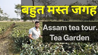 My First vlogs. Assam tea garden tour. The heart of India's tea culture.