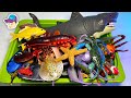 Colourful Sea Animals and Sharks - Turtle Starfish Lobster Crab Fish Squid Octopus Sea Dragon