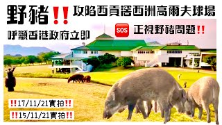 HK Boar‼️野豬 聯群結隊 攻陷西貢滘西洲高爾夫球場🆘 呼籲香港政府立即🆘 正視野豬問題‼️ 17/11/21實拍