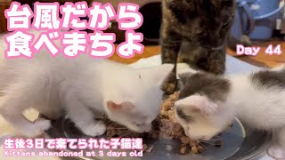 台風だから食べまちたよ　Kittens abandoned at 3 days old Day 44