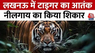 Lucknow Tiger Attack: लखनऊ में टाइगर का आतंक, नीलगाय का किया शिकार, अब किधर बढ़ा? | Aaj Tak