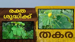 രക്തശുദ്ധിക്ക് തകര | THAKARA KRISHI