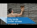 City birds under stress | CNRS in English