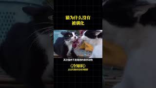 #貓咪 #科普 #寵物冷知識 貓為什麽沒有被完全馴化？ #cat #shorts