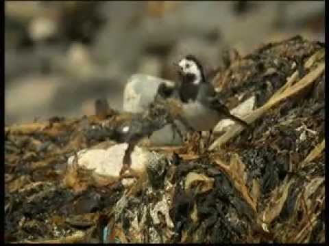 Bbc Springwatch 2013 Episode 3 Youtube