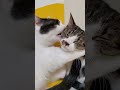 今日も仲良し😻【かわいい姉妹猫】 cat 猫のいる暮らし 毛繕い ほのぼの