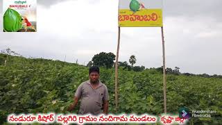 Mahyco Bahubali+ Hybrid farmers feedback 2021