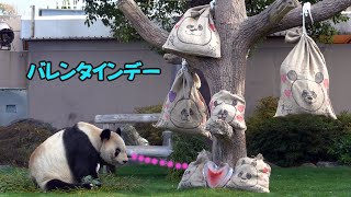 アドベンチャーワールド永明🐼誰のプレゼント抱きしめる？👨お父さんパンダのバレンタインズデー