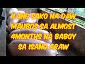 ILANG SAKO NG FEEDS PWD MAUBOS SA ISANG ARAW SA ALMOST 4MONTHS NA BABOY | KABAGIS VLOGS | BABOYAN