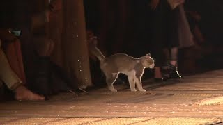 猫がショーに飛び入り、キャットウォークをしなやかに……おまけに