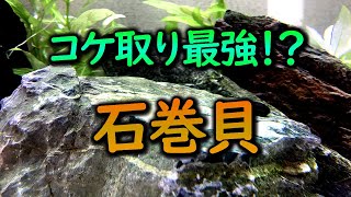 【アクアリウム】コケ取り最強の貝と名高い「石巻貝」の能力(メリット)と注意点について