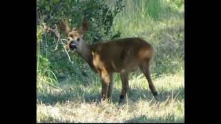 Trotx en forêt de Vierzon / Biches Cerfs chevreuils et sangliers 08 2019