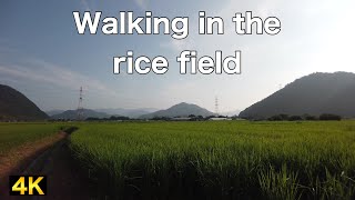 【4K】Walking tour : Rice field in the morning : Japan Hyogo 【福崎町】