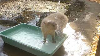 2024年12月下旬　湯加減……　～大宮公園小動物園のカピバラ～