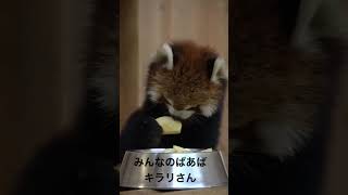 【鯖江市西山動物】キラリさんのおリンゴタイム #レッサーパンダ　#鯖江市西山動物園