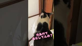 障子に穴開けて覗いてたのはだぁれ？　#cat #猫 #shorts