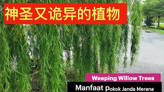 民间柳树真的可以驱鬼辟邪祈福吗??Everything  About Weeping Willow Trees . Manfaat pokok Janda Merana.