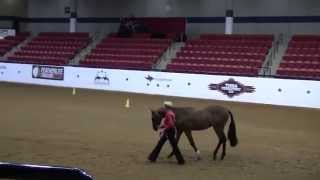 ApHC Nationals 2014 Hunter in Hand Yearling Geldings Art I Strokin