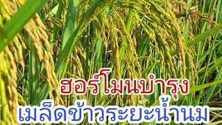 สูตรฮอร์โมนบำรุงเมล็ดข้าวระยะน้ำนม