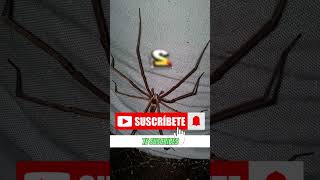 🕷️ No hagas esto si ves una araña #curiosidades