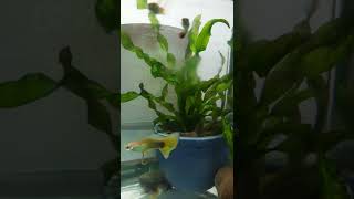 孔雀魚簡單養……