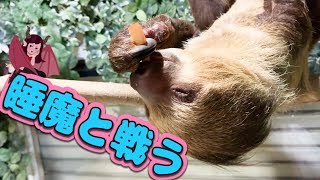 眠気に勝てず、食べながら眠ってしまうナマケモノ【ピース君】