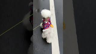 雨の日のほうが元気に歩くボク #bichonfrise #dog #cute #散歩 #cuteanimal #bichon #お散歩