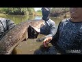 ep886 p1 giant snakehead catch and wild cook