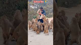 💯आप अच्छे कर्म करो क्योंकि वक्त किसी का नहीं होता🫂🐒#monkey #shortvideo #humanity #viralshorts  #help