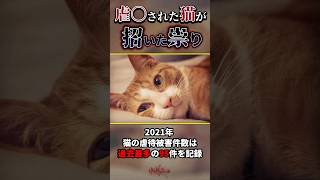 【閲覧注意】虐〇された猫が招いた『祟り』【胸糞】 #shorts #猫 #閲覧注意 #都市伝説 #事件 #噂 #ねこ