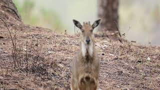 Himalayan Goral : Lansdowne (Uttarakhand)