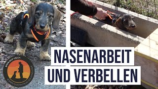 Nasenarbeit und Verbellen mit Dackel-Welpe Manni vom Kanonenturm | Hundeschule U.B.