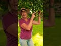 why grow a linden tree health pollination u0026 tea