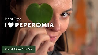 PEPEROMIA Care Tips — Ep 096